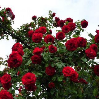 Telegram profile photo for Floret-Rose (саженцы роз Краснодарский край)