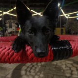 Telegram profile photo for Zubatka Life