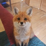 Telegram profile photo for rubah