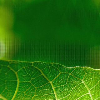 Telegram profile photo for Generative Deep Nets