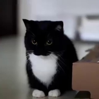 Telegram profile photo for pussyposting