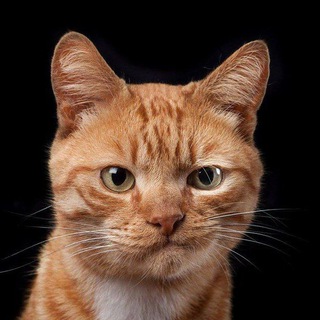 Telegram profile photo for Pishak_TV