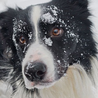 Telegram profile photo for Ебобордер
