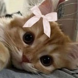 Telegram profile photo for Οⳝⲣⲁⳝⲟⲧⲕυ🎀
