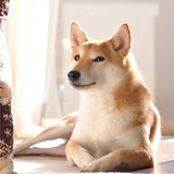 Telegram profile photo for Ringo Portal