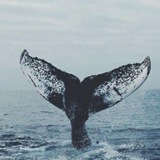 Telegram profile photo for WHALE'S NATION