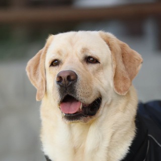 Telegram profile photo for Лабрадор Марти и 🍯Хани