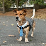 Telegram profile photo for Simon The NYC Dog Mayor