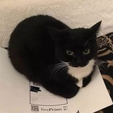 Telegram profile photo for Maxwell Cat Portal