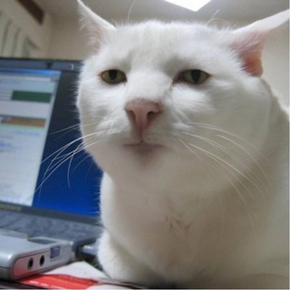 Telegram profile photo for Serious cat