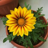 Telegram profile photo for جازانيا🌻