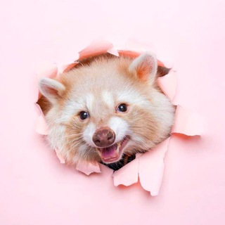 Telegram profile photo for Good Posts for Raccoon Petters