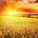 Telegram profile photo for Ukrainian sun