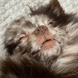 Telegram profile photo for Ленивый полуфабрикат