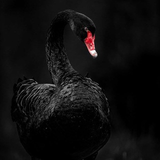 Telegram profile photo for Black Swan ⬛