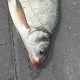 Telegram profile photo for Рыбацкий канал 🎣