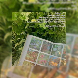 Telegram profile photo for 【•𝑷𝒆𝒕𝒐𝒐𝒔🍃】