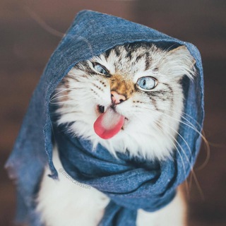 Telegram profile photo for 🐶УБЖ, Лапы и Хвост🐈