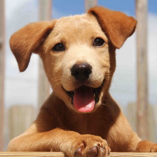 Telegram profile photo for СОБАКИ | Догипедия