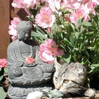 Telegram profile photo for daha buddhism🪷ഒ