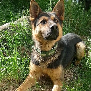 Telegram profile photo for Будка_Рича