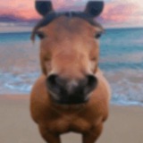 Telegram profile photo for radiohorses