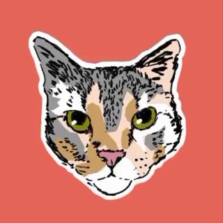 Telegram profile photo for Base de gatos