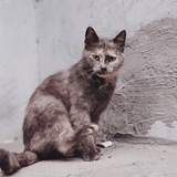 Telegram profile photo for Потерянные животные. Тула