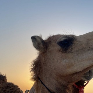 Telegram profile photo for ᷂ولاء