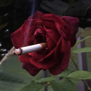 Telegram profile photo for damn pictures🥀