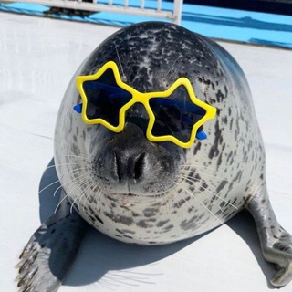 Telegram profile photo for · дейли тюлени