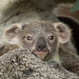 Telegram profile photo for INALA PORTAL