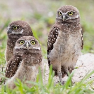 Telegram profile photo for Совушня🦉
