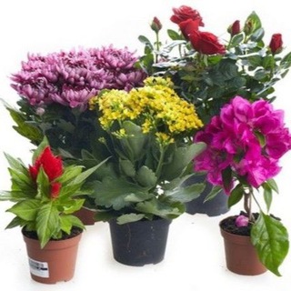 Telegram profile photo for КАТАЛОГ💐🛍️