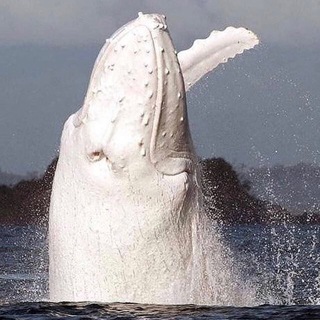 Telegram profile photo for Migaloo CTO