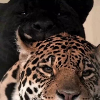 Telegram profile photo for πΜπππππ