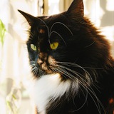 Telegram profile photo for Lune Cat