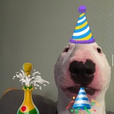 Telegram profile photo for DogWalter Guardian