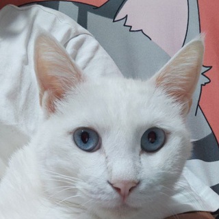 Telegram profile photo for 撸猫🐱
