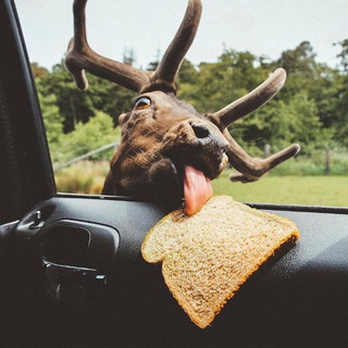 Telegram profile photo for Deer gifs