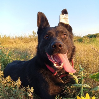 Telegram profile photo for Во́льхов🩸
