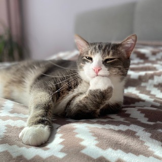 Telegram profile photo for Осторожно, лапки 🐾🐾