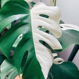 Telegram profile photo for 🌿 Helen's Jungle Sale 🌿