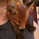 Telegram profile photo for C.A.S.S.W| 🦊🍓