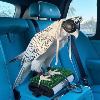 Telegram profile photo for АКЕРМАНН 04