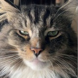 Telegram profile photo for Airdrop of Bee Zat Dee