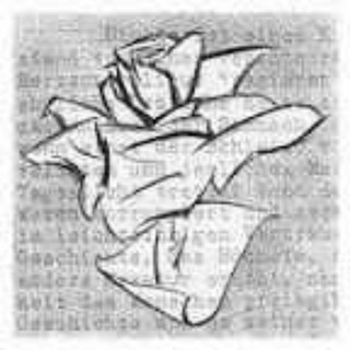 Telegram profile photo for La Rosa Bianca Channel