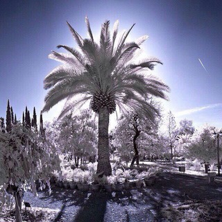 Telegram profile photo for یونجه خوزستان
