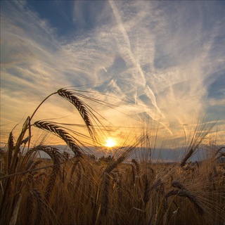 Telegram profile photo for РУССКАЯ диаспора