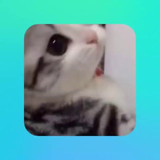 Telegram profile photo for Cats FTW